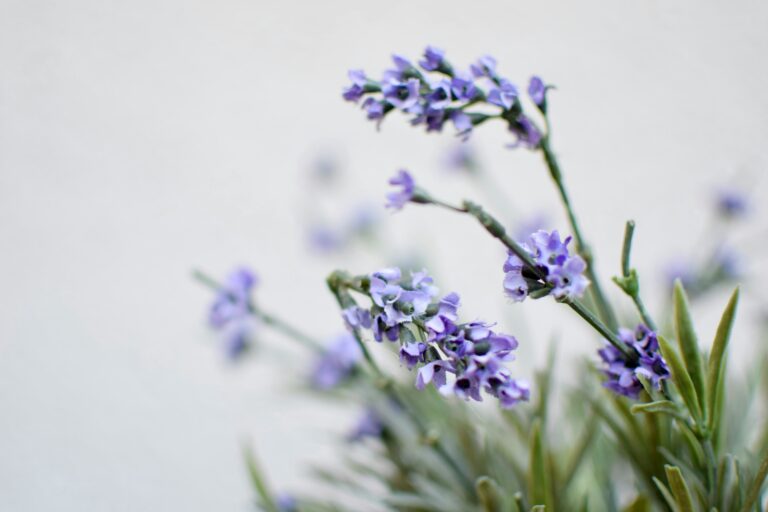 hitomi-bremmer-iARZYO2Aj7E-unsplash